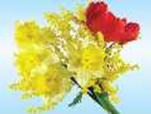 ����� ���������� ��������� ����� ������ N*SA*H5*0- ������