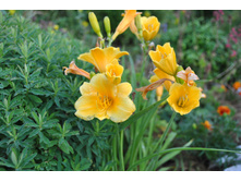 �������� ������