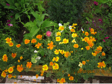 ��������� �������