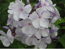 ������  (������� ������)