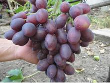 �������� ������� 160���..jpg