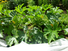 ...� �������� � ������ �� ��� �� �������.