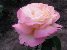 ������ ���