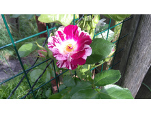 Purple Splash (4).JPG