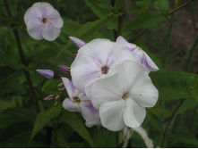 �������� ��������1.JPG