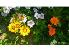 P 20160728 133001 1 p.jpg