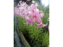 IMG 20160717 172541[1].jpg