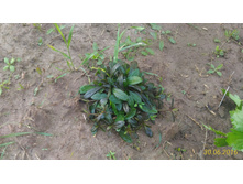 P 20160630 192717 1 p.jpg