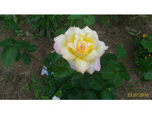 P 20160723 153719 1 p.jpg