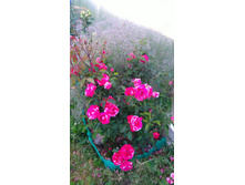 Deep Impression (8).JPG