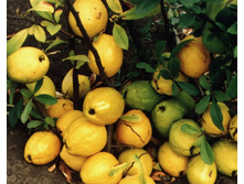 ���� �������� ����� ( ��������).jpg