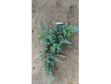 P 20160630 192600 1 p.jpg