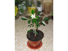 �����, 01.07.2016.