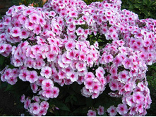 ����� �������.150