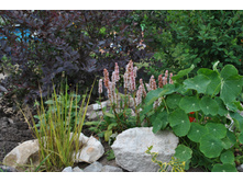 : ��������� ������� 'Aureovariegatus. �����