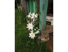 �������� �����