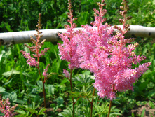 IMG 4924.JPG
