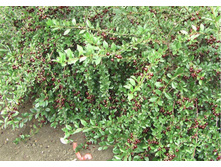 ����� Prunus Carmine Jewel - 3,75  ������ �� ������������