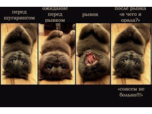 5652b42df53e52e6068b456a 5652b46c80fed.jpg