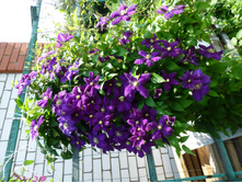 �������� ���������, 100 ���.