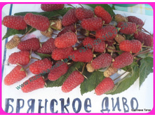 ������ ������������ �������� ���� 2-����� 260���..JPG