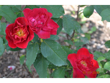 ��������?