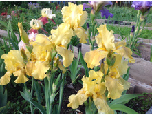 ���� �������