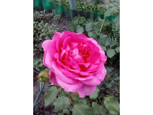 IMG 20160702 125257[1].jpg