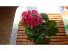 Toscana Cleo(���������)