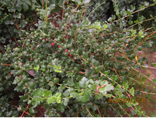 ��������� �������