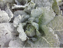 ��������� �������