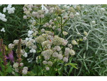 ��������� ������� (��������� )