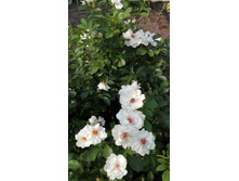 IMG 20160724 090504.jpg