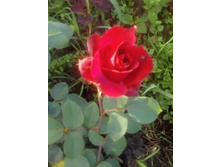 IMG 20160717 172159[1].jpg