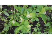 IMG 20160709 182551s.jpg