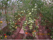 � �������