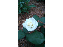 Aspirin Rose (3).JPG