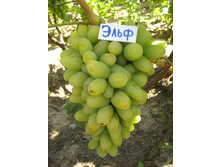 �������� ���� 160���..jpeg