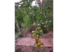 �� ����� ���������