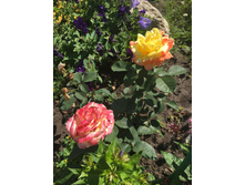 ���� Gloria Dei (������ ���)