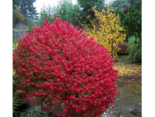 ��������� Euonymus alatus - 1,87 ������ �� ������������