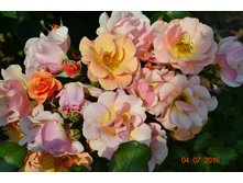 Amber Sun (������)