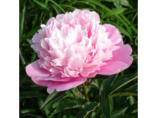 ���� Rosea Elegans ���� ����� ������� (Calot, 1873, �������)