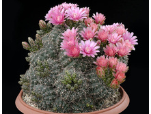 �������). �������������-�����