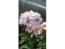 Sally Holmes (2).JPG