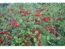 ����� ���������