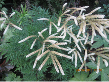 �������� ��������������� -80 ���