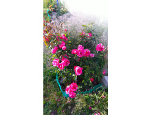 Deep Impression (11).JPG