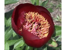 ���� Walter Mains ���� ������ ����� (Mains, 1957, ���) ������ 50�� 4.42����