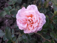 ��� ���������